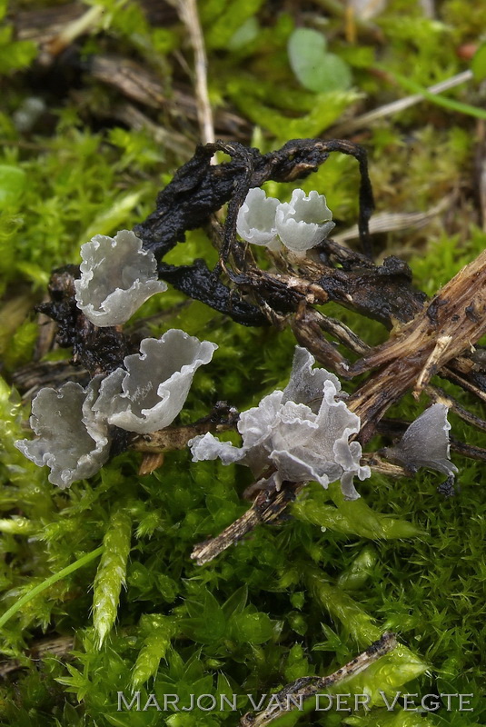 Aardappelklokje - Calyptella gibbosa